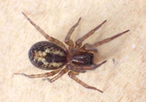 Amaurobius (fenestralis-similis)